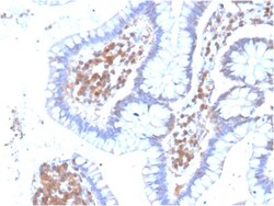 Biotium&nbsp;MAPK14(CPTC-MAPK14-1), CF405S conjugate, 0.1mg/mL