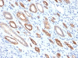 Biotium&nbsp;Occludin (Marker of Early Blood Brain Barrier Damage)(OCLN/2181), CF568 conjugate, 0.1mg/mL