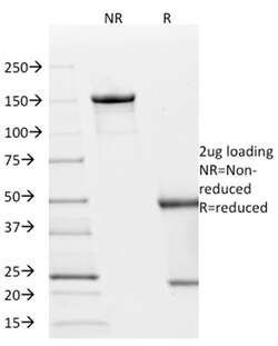 Biotium&nbsp;p21WAF1 (Tumor Suppressor Protein)(AC8), CF647 conjugate, 0.1mg/mL