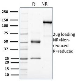 Biotium&nbsp;HER-4 / ERBB4(HFR-1), CF647 conjugate, 0.1mg/mL