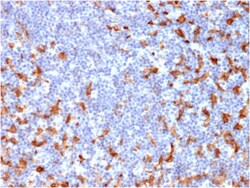 Biotium&nbsp;CD163 (Monocyte & Macrophage Marker)(M130/2162), CF640R conjugate, 0.1mg/mL