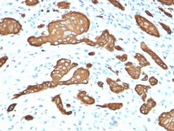 Biotium&nbsp;Cytokeratin 8 (KRT8)(KRT8/2115), CF405S conjugate, 0.1mg/mL