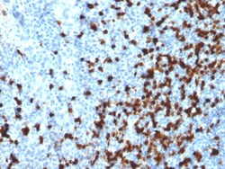 Biotium&nbsp;TCL1 (T-Cell Marker)(TCL1/2079), CF647 conjugate, 0.1mg/mL