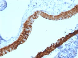 Biotium&nbsp;Cytokeratin 3 (KRT3) (Corneal Epithelial Marker)(KRT3/2130), CF405S conjugate, 0.1mg/mL
