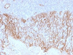 Biotium&nbsp;Catenin, beta (p120)(CTNNB1/2099), CF405S conjugate, 0.1mg/mL