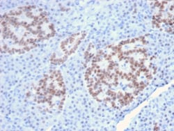 Biotium&nbsp;HNF1A (Pancreatic Tumor Suppressor)(HNF1A/2087), CF640R conjugate, 0.1mg/mL