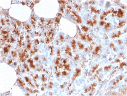 Biotium&nbsp;MDM2(MDM2/2414), CF640R conjugate, 0.1mg/mL