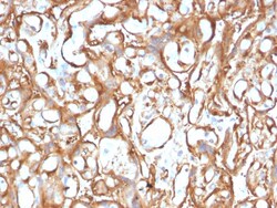 Biotium&nbsp;Ezrin / p81(CPTC-Ezrin-1), CF405S conjugate, 0.1mg/mL