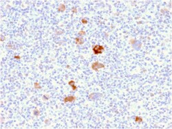 Biotium&nbsp;Bcl-X (Apoptosis Marker)(BCL2L1/2406), CF488A conjugate, 0.1mg/mL