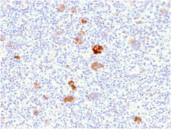 Biotium&nbsp;Bcl-X (Apoptosis Marker)(BCL2L1/2406), CF488A conjugate, 0.1mg/mL