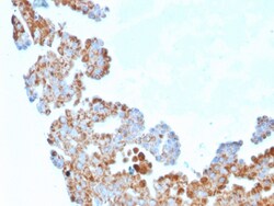 Biotium&nbsp;Cell Division Cycle 34 homolog(CPTC-CDC34-2), CF488A conjugate, 0.1mg/mL