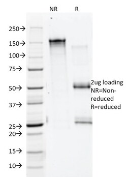 Biotium&nbsp;Annexin A1 / (Hairy Cell Leukemia Marker)(5E4/1), CF488A conjugate, 0.1mg/mL
