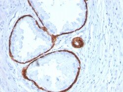 Biotium&nbsp;Cytokeratin 14 (KRT14) (Squamous Cell Marker)(KRT14/2375), CF488A conjugate, 0.1mg/mL