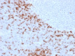 Biotium&nbsp;Human IgD (Immunoglobulin Delta Heavy Chain) (B-Cell Marker)(IgD26), Biotin conjugate, 0.1mg/mL