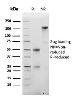Biotium&nbsp;Albumin (Transport Protein)(ALB/2355), Biotin conjugate, 0.1mg/mL