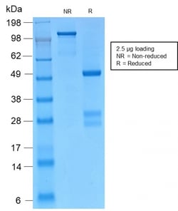 Biotium&nbsp;Catenin, gamma (Cardiomyocyte Marker)(CTNG/2155R), CF740 conjugate, 0.1mg/mL