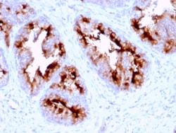 Biotium&nbsp;FOLH1 / PSMA (Prostate Epithelial Marker)(FOLH1/2363), CF568 conjugate, 0.1mg/mL