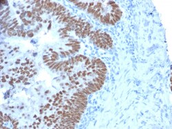 Biotium&nbsp;CDX2 / Caudal Type Homeobox 2 (GI Epithelial Marker)(CDX2/2214), CF488A conjugate, 0.1mg/mL