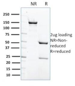 Biotium&nbsp;Protein Tyrosine Phosphatase, non-receptor type 6(CPTC-PTPN6-2), CF488A conjugate, 0.1mg/mL