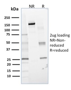 Biotium&nbsp;Lactoylglutathione Lyase(CPTC-GLO1-1), CF594 conjugate, 0.1mg/mL