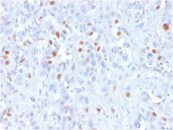 Biotium&nbsp;p21WAF1 (Tumor Suppressor Protein)(rCIP1/823), CF594 conjugate, 0.1mg/mL