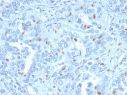 Biotium&nbsp;Cyclin A2 (S- & G2-phase Cyclin)(CCNA2/2333), CF594 conjugate, 0.1mg/mL