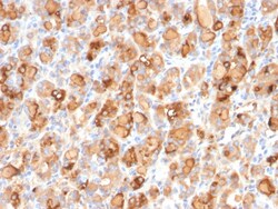 Biotium&nbsp;Thyroglobulin (Thyroidal Cell Marker)(r2H11), Biotin conjugate, 0.1mg/mL