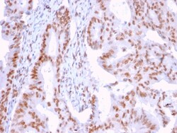 Biotium&nbsp;DMC1(2H12/4), CF740 conjugate, 0.1mg/mL