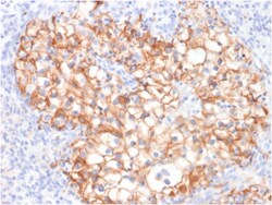 Biotium&nbsp;Ksp-Cadherin / CDH16 (Renal Cell Marker)(CDH16/2125), CF488A conjugate, 0.1mg/mL