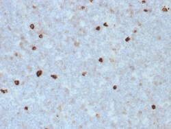 Biotium&nbsp;Human IgM (Immunoglobulin Mu Heavy Chain) (B-Cell Marker)(R1/69), CF740 conjugate, 0.1mg/mL