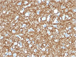 Biotium&nbsp;p14ARF(4C6/4), CF740 conjugate, 0.1mg/mL