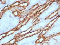 Biotium&nbsp;Ksp-Cadherin (Kidney-Specific Cadherin) / CDH16, CF568 conjugate, 0.1mg/mL