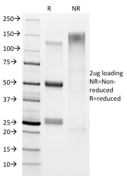 Biotium&nbsp;Helicobacter pylori(HP/1336), 0.2mg/mL