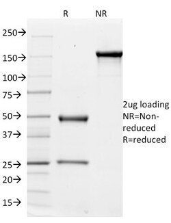 Biotium&nbsp;CD51 / Integrin V(ITGAV/1610), Biotin conjugate, 0.1mg/mL