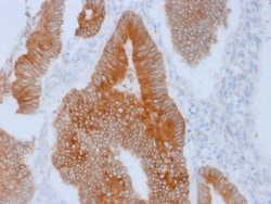 Biotium&nbsp;Aurora B (Proliferation Marker)(AURKB/1592), CF405S conjugate, 0.1mg/mL