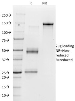 Biotium&nbsp;Vitronectin Receptor / CD51 / CD61(23C6), CF568 conjugate, 0.1mg/mL