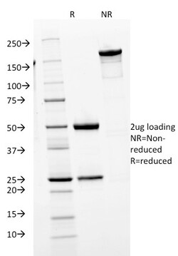 Biotium&nbsp;Human IgM (Immunoglobulin Mu Heavy Chain) (B-Cell Marker)(IGHM/1623), CF405S conjugate, 0.1mg/mL