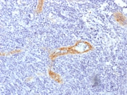 Biotium&nbsp;von Willebrand Factor / Factor VIII Related-Ag (Endothelial Marker) (rVWF/1465), 0.2mg/mL