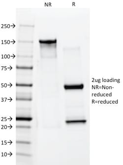 Biotium&nbsp;Cytokeratin 10 (Suprabasal Epithelial Marker)(AE20), CF647 conjugate, 0.1mg/mL