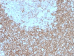 Biotium&nbsp;CD268 / BAFFR / TNFRSF13C(BAFFR/1557), CF405S conjugate, 0.1mg/mL