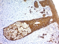 Biotium&nbsp;Cytokeratin, Basic (Type II or HMW) (Epithelial Marker) (KRTH/1576R), 0.2mg/mL