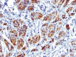 Biotium&nbsp;Caldesmon, HMW (h-Caldesmon) (Smooth Muscle Marker) (CALD1/1424R), CF405S conjugate, 0.1mg/mL