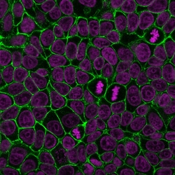Biotium&nbsp;E-Cadherin / CD324 (Intercellular Junction Marker) (4A2), CF405S conjugate, 0.1mg/mL