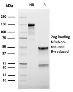 Biotium&nbsp;CD62L (L-Selectin)(LAM1-116), CF594 conjugate, 0.1mg/mL
