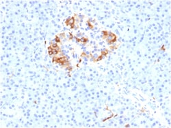 Biotium&nbsp;Ferritin, Light Chain (FTL) (Microglia Marker) (FTL/1387), 0.2mg/mL