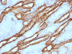 Biotium&nbsp;Ksp-Cadherin (Kidney-Specific Cadherin) / CDH16, CF740 conjugate, 0.1mg/mL