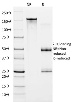 Biotium&nbsp;HIF1 alpha (Hypoxia-Inducible Factor 1-alpha)(ESEE122), CF405S conjugate, 0.1mg/mL
