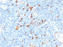 Biotium&nbsp;IL3RA / CD123 (Acute Myeloid Leukemia Marker) (IL3RA/1531), CF405S conjugate, 0.1mg/mL