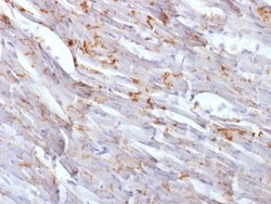 Biotium&nbsp;N-Cadherin / Cadherin-2 / CD325 (NCAD) (CDH2/1573), CF405S conjugate, 0.1mg/mL