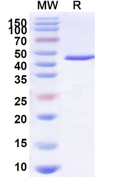 BIOHIPPO&nbsp;CU43 Protease (Human IgG Specific), 1 mg